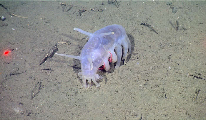 Sea Pig