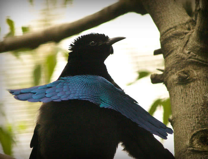 Superb Bird-Of-Paradise