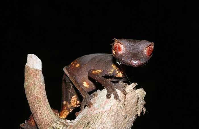 Satanic Leaf-Tailed Gecko
