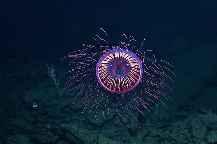 Halitrephes Jelly