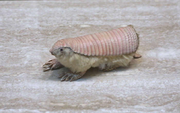 Pink Fairy Armadillo