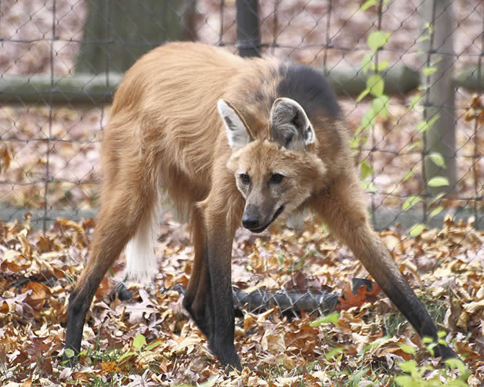 Maned Wolf