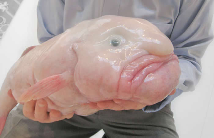 Blobfish