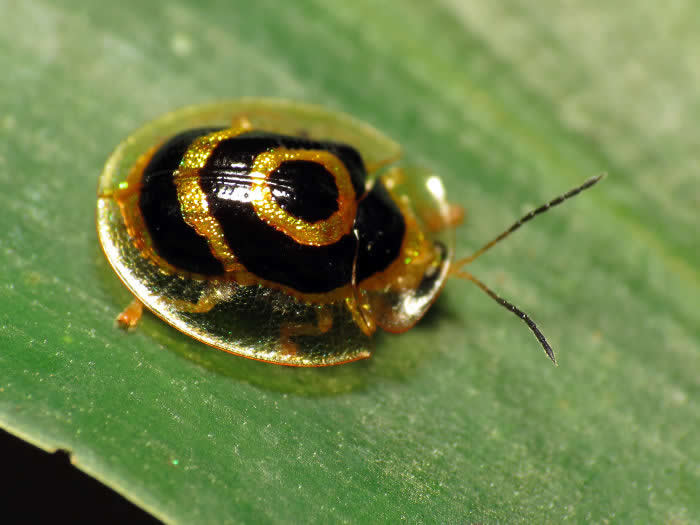Golden Tortoise Beetle