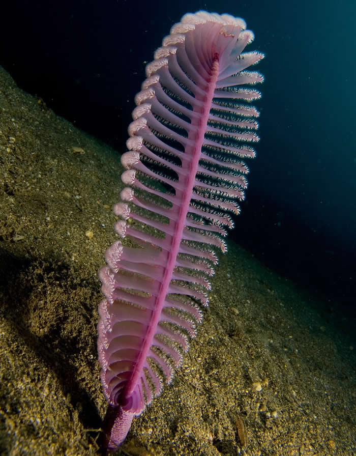 Sea Pen