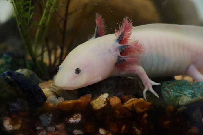 Axolotl