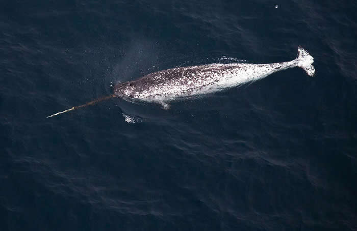 Narwhal