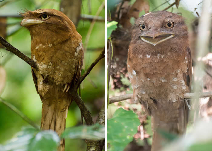 Sri Lanka Frogmouth