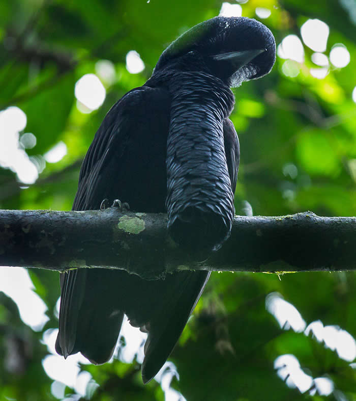 Long-Wattled Umbrellabird