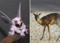 Bizarre Animals That Look Like They Belong on Another Planet