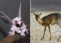 Bizarre Animals That Look Like They Belong on Another Planet