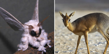 Bizarre Animals That Look Like They Belong on Another Planet