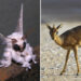 Bizarre Animals That Look Like They Belong on Another Planet
