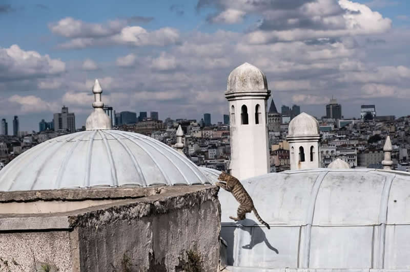 Clever Street Photos That Nail the Perfect Shot