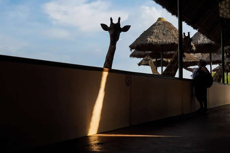 Clever Street Photos That Nail the Perfect Shot