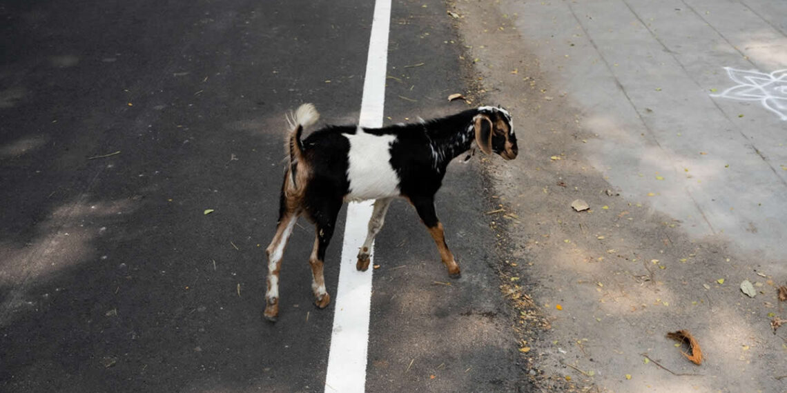 Clever Street Photos That Nail the Perfect Shot