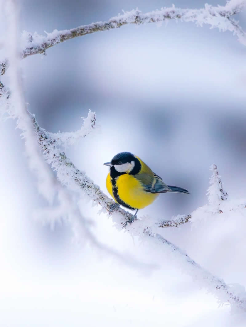 Finland Bird Photography by Jukka Risikko