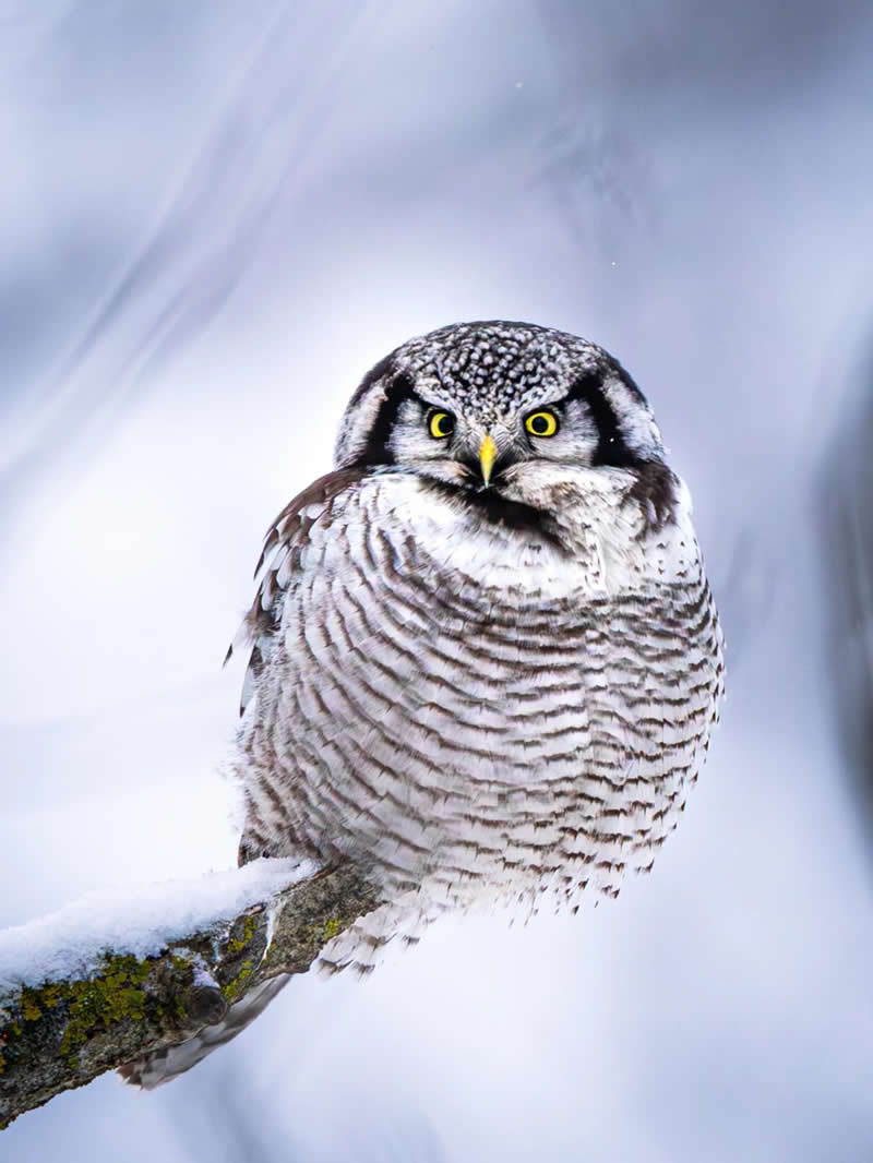 Finland Bird Photography by Jukka Risikko