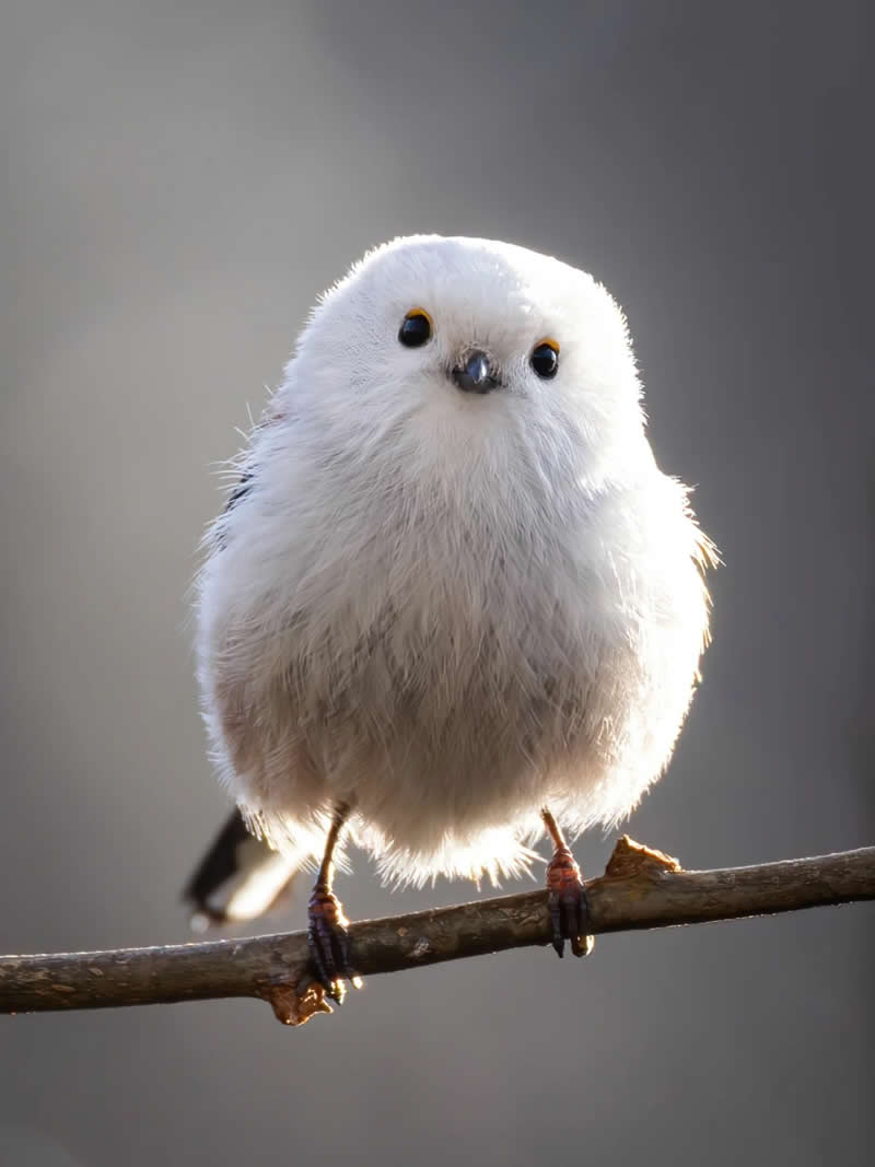 Finland Bird Photography by Jukka Risikko