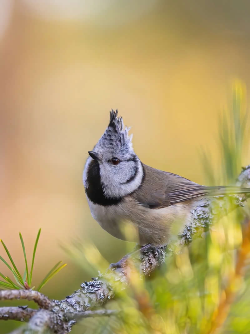 Finland Bird Photography by Jukka Risikko