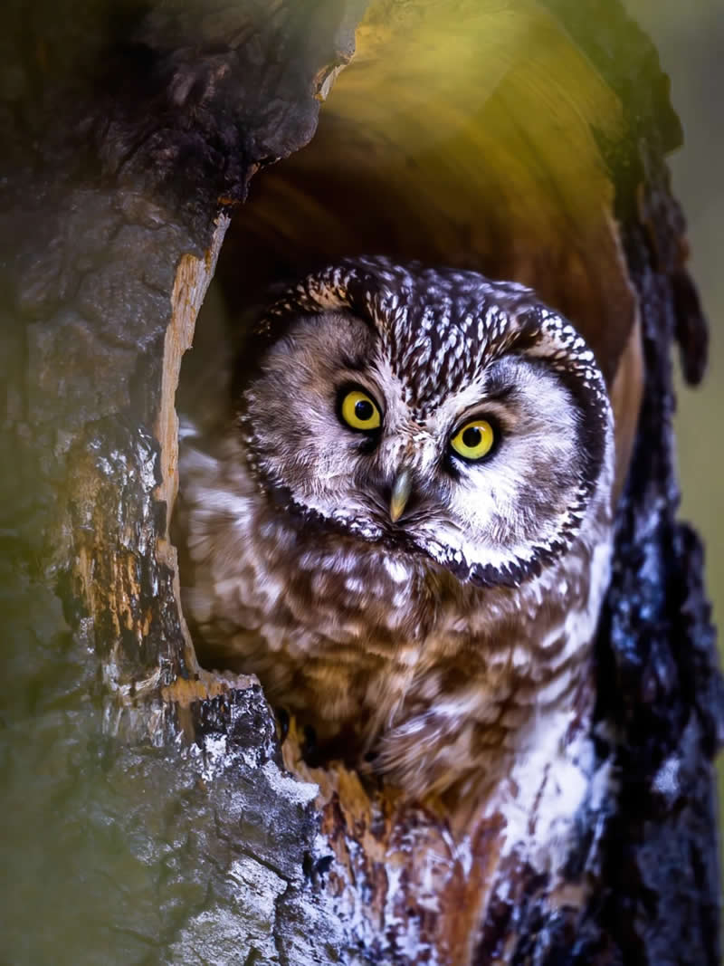 Finland Bird Photography by Jukka Risikko