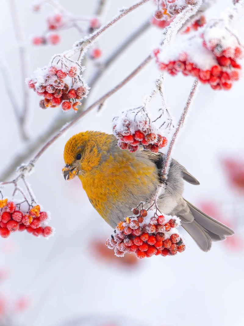 Finland Bird Photography by Jukka Risikko