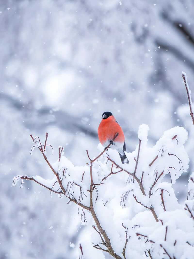 Finland Bird Photography by Jukka Risikko