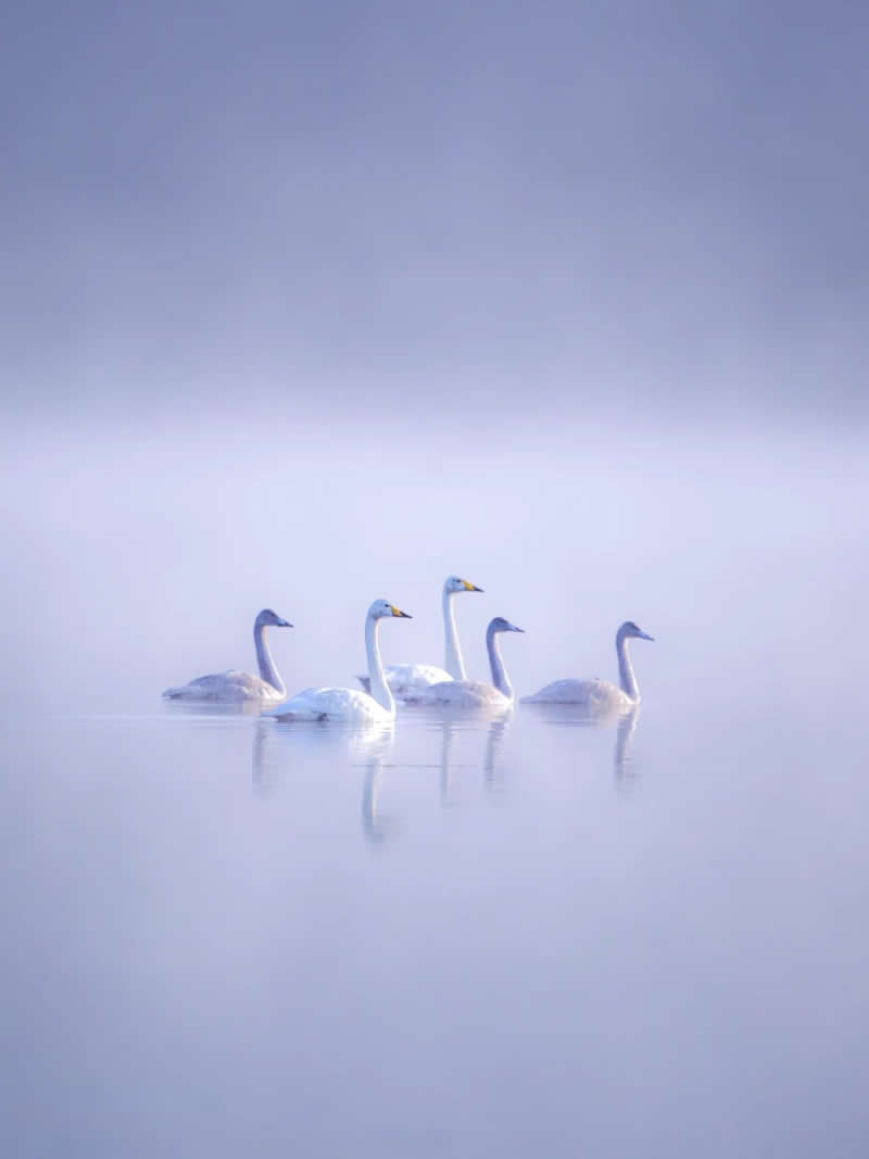 Finland Bird Photography by Jukka Risikko
