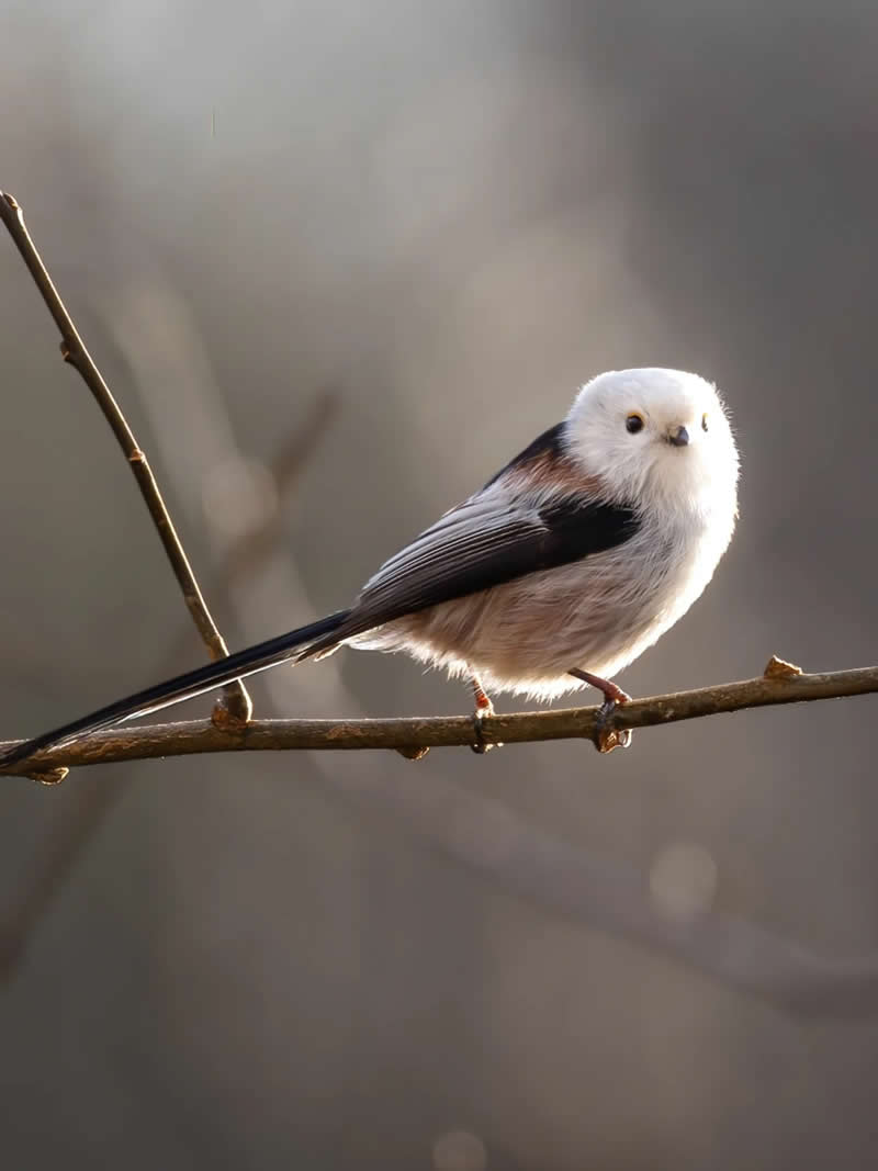 Finland Bird Photography by Jukka Risikko