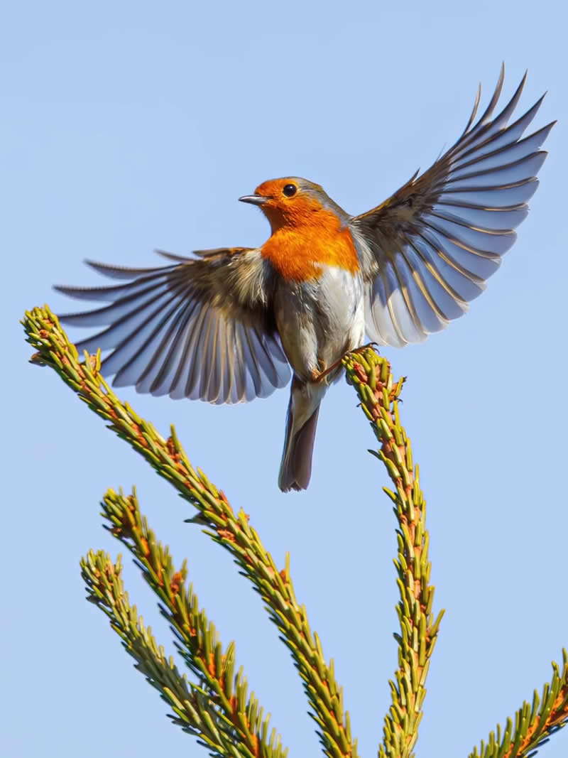 Finland Bird Photography by Jukka Risikko