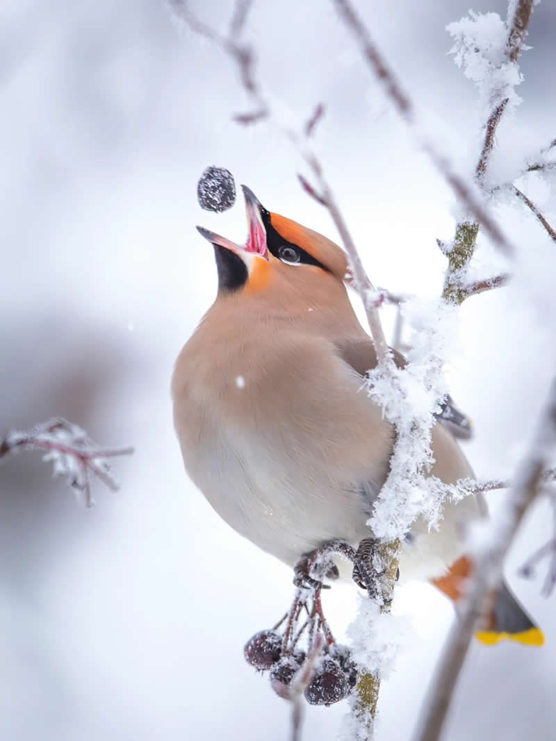 Finland Bird Photography by Jukka Risikko