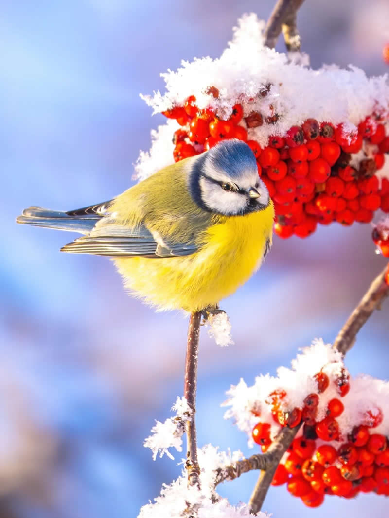 Finland Bird Photography by Jukka Risikko