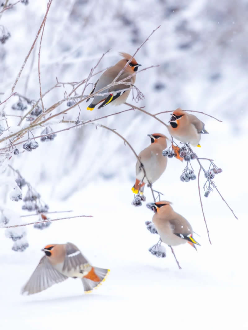 Finland Bird Photography by Jukka Risikko