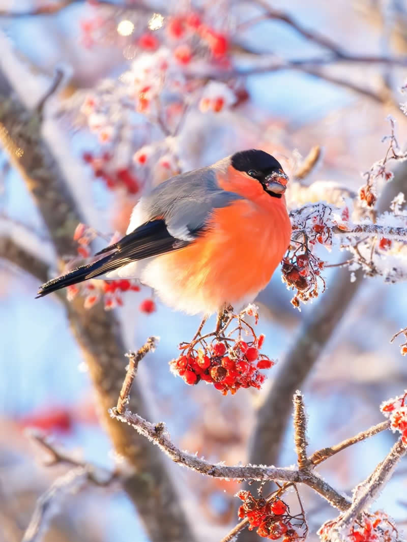 Finland Bird Photography by Jukka Risikko