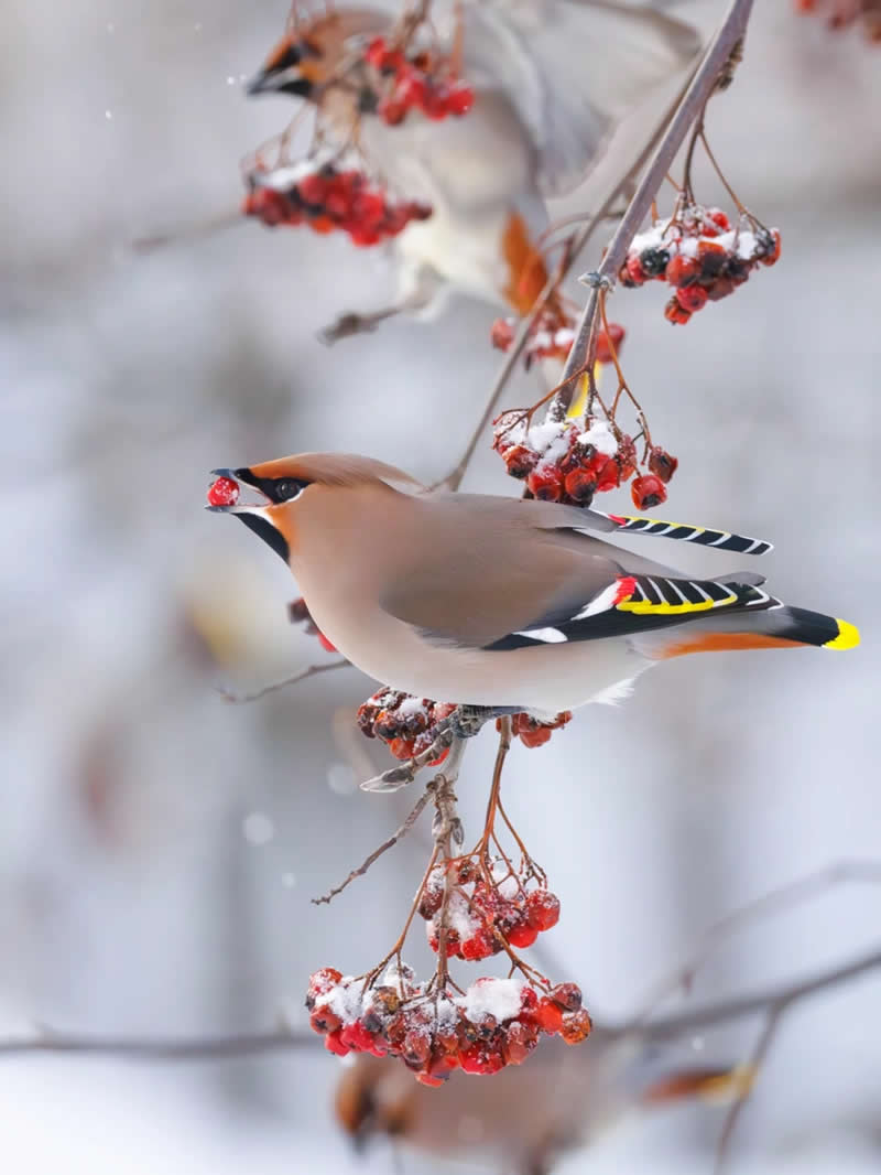 Finland Bird Photography by Jukka Risikko