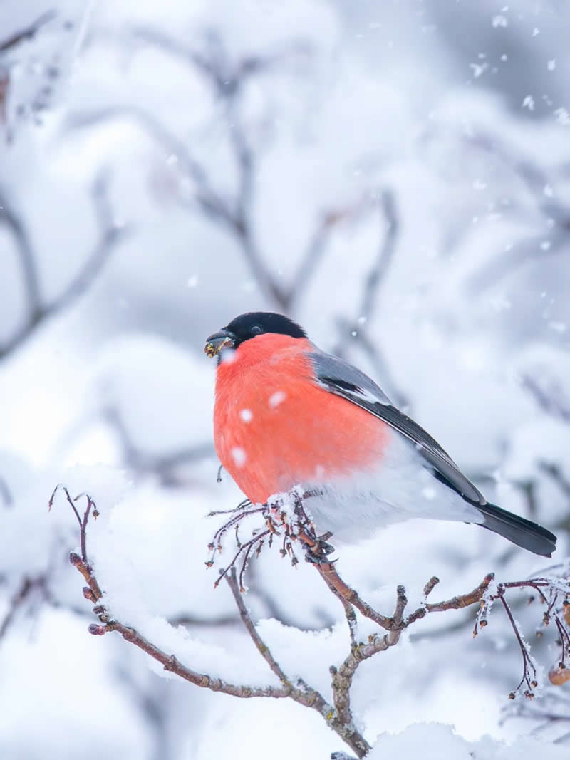 Finland Bird Photography by Jukka Risikko
