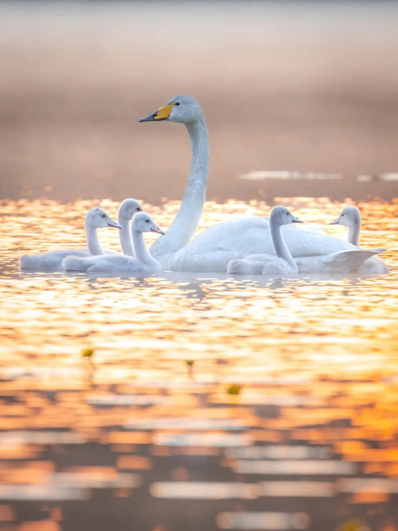 Finland Bird Photography by Jukka Risikko