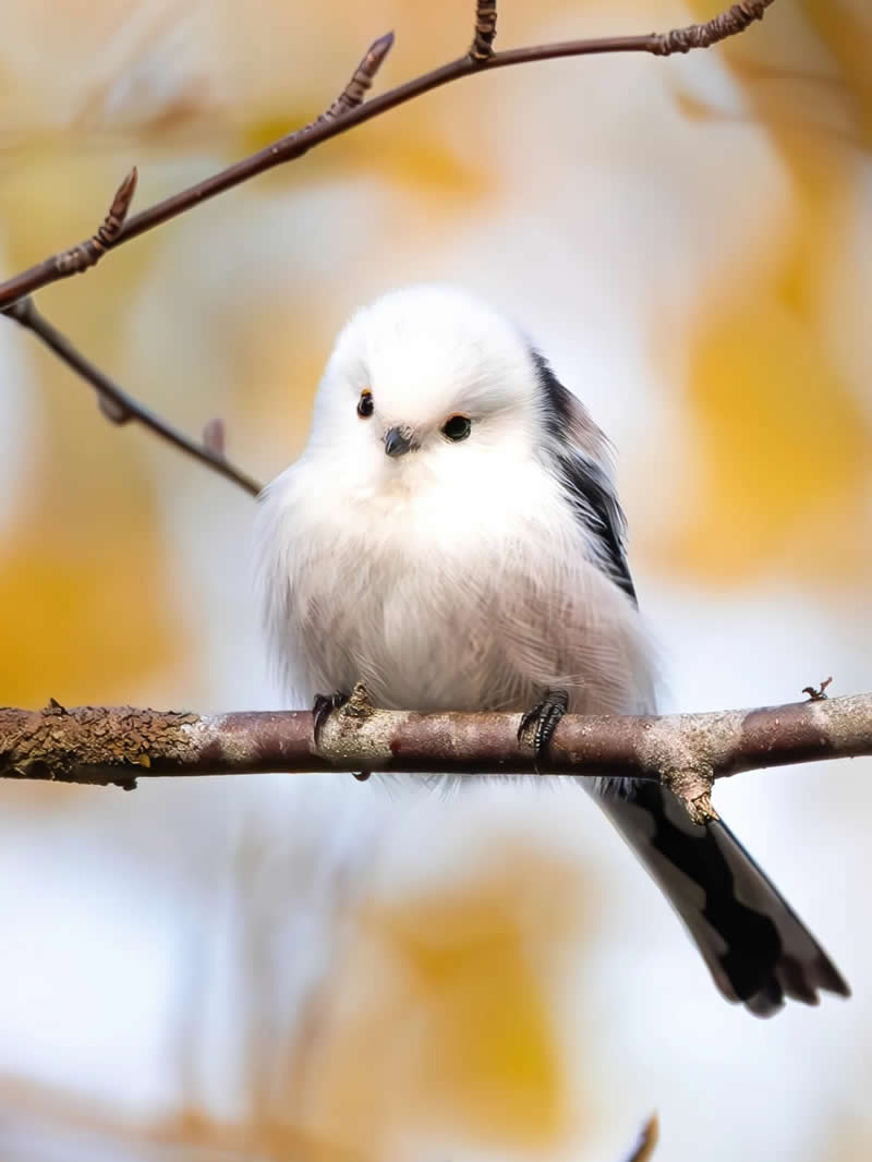 Finland Bird Photography by Jukka Risikko