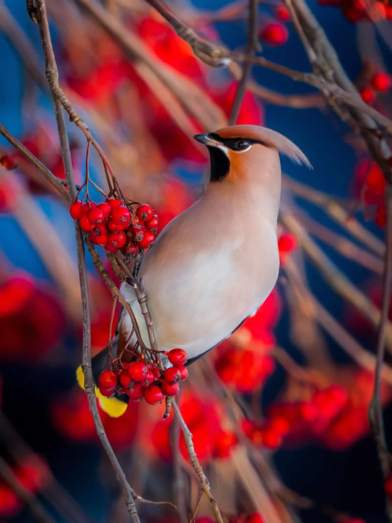 Finland Bird Photography by Jukka Risikko