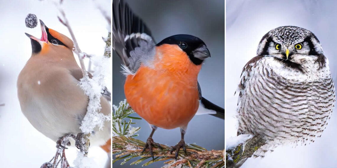 Finland Bird Photography by Jukka Risikko