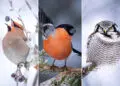 Finland Bird Photography by Jukka Risikko