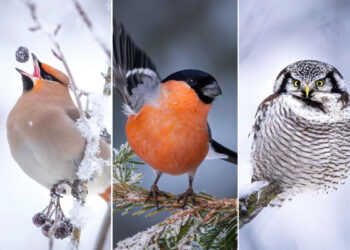 Finland Bird Photography by Jukka Risikko