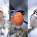 Finland Bird Photography by Jukka Risikko