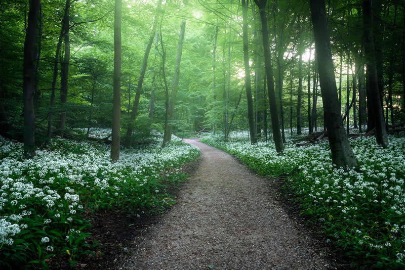 Forest Landscapes by Mads Peter Iversen