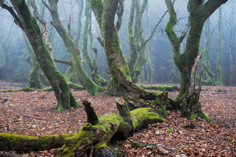 Forest Landscapes by Mads Peter Iversen