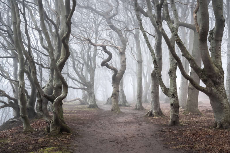 Forest Landscapes by Mads Peter Iversen