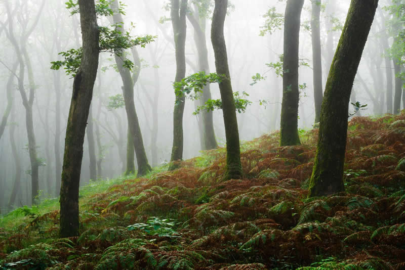 Forest Landscapes by Mads Peter Iversen