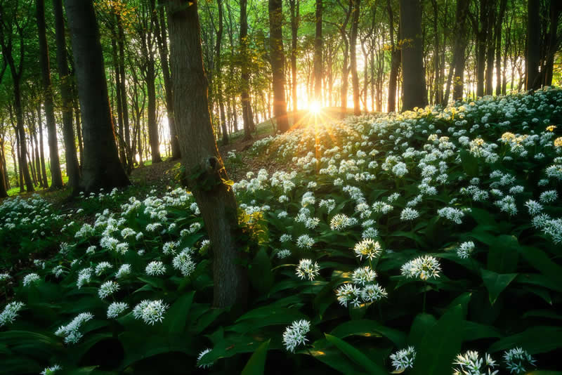 Forest Landscapes by Mads Peter Iversen