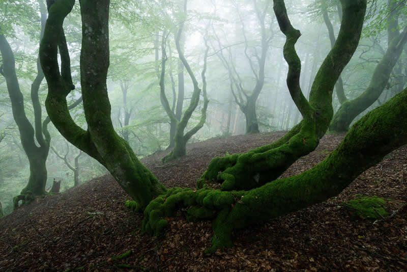 Forest Landscapes by Mads Peter Iversen