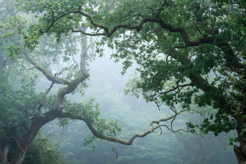 Forest Landscapes by Mads Peter Iversen